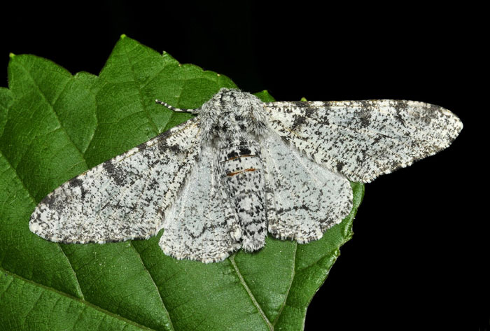 E questa bella Noctuidae chi  ? - Geometridae A. selenaria